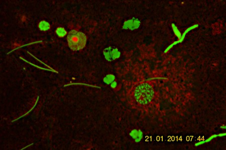 Spermatogenesi in lombricus - si noti il nucleolo rosso nei nuclei verdi - A.A.